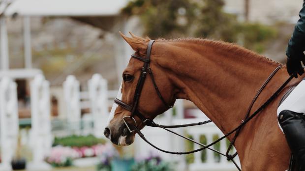 A close-up of a brown racehorse at the track with a jockey on its back