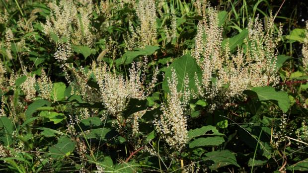 Japanese knotweed