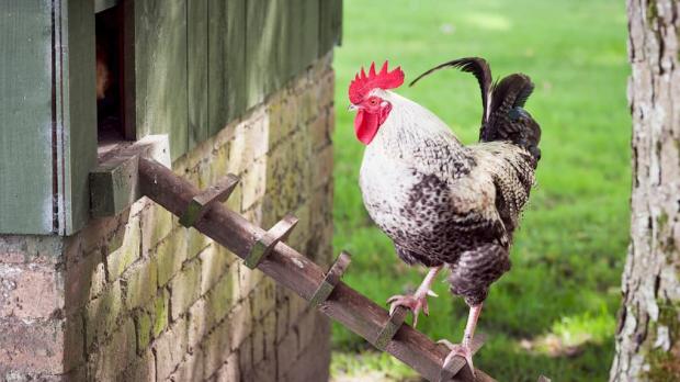 Cockerel going up a ladder to roost