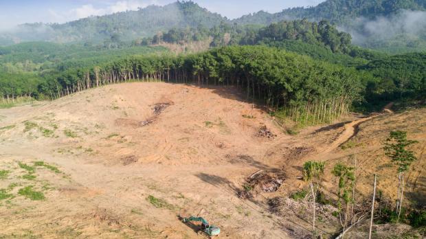 Deforestation in the rainforest