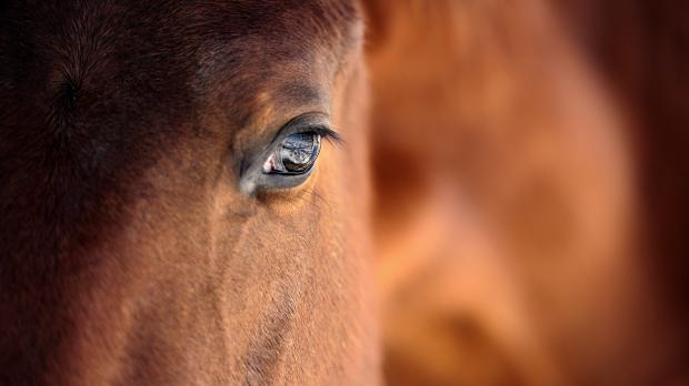 horse